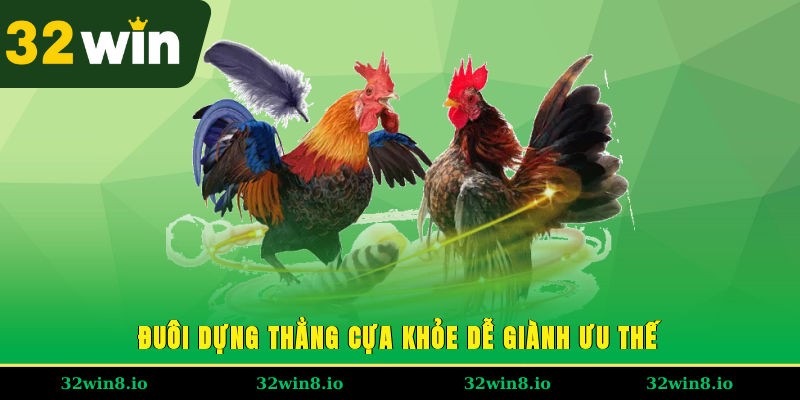 Đuôi dựng thẳng, cựa khỏe dễ giành ưu thế