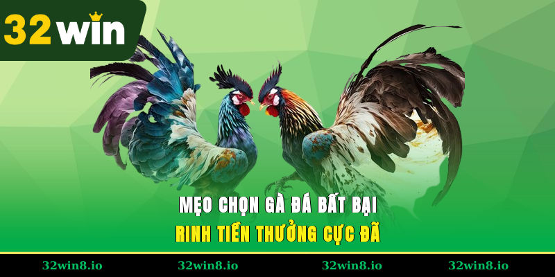 Mẹo Chọn Gà Đá Đấu Bất Bại, Rinh Tiền Thưởng Cực Đã