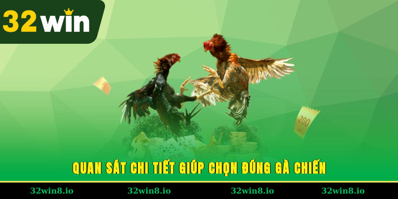 Quan sát chi tiết giúp chọn đúng gà chiến